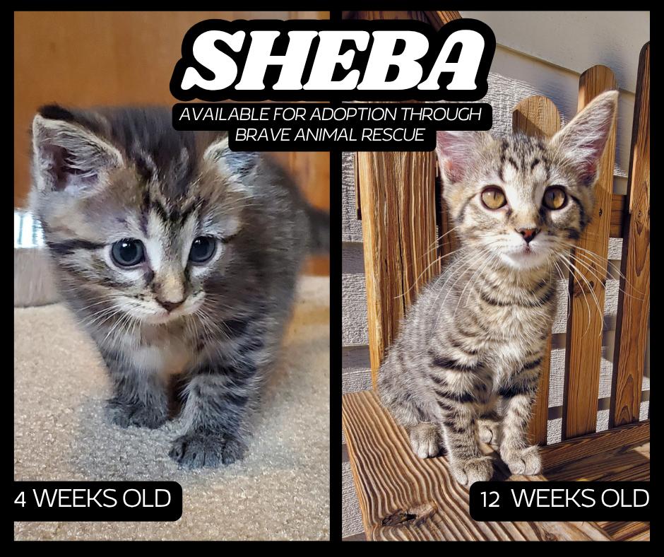 Enlarge Sheba, a Adoptable mixed breed in Lincoln, NE image 3/6