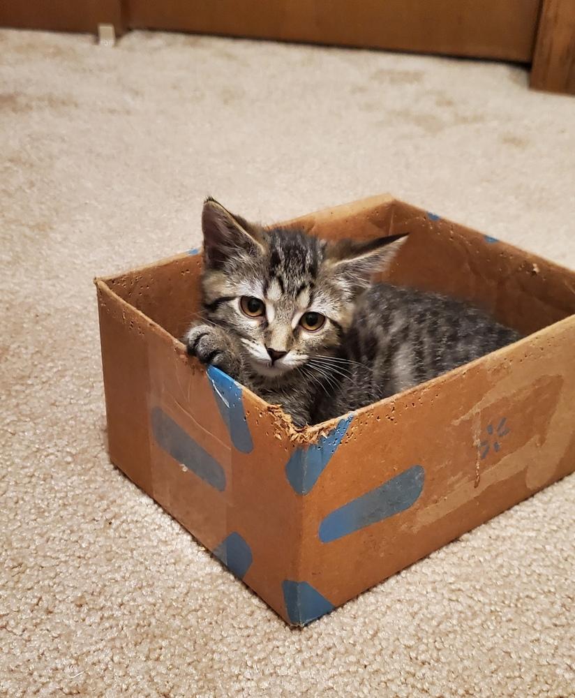 Enlarge Sheba, a Adoptable mixed breed in Lincoln, NE image 4/6