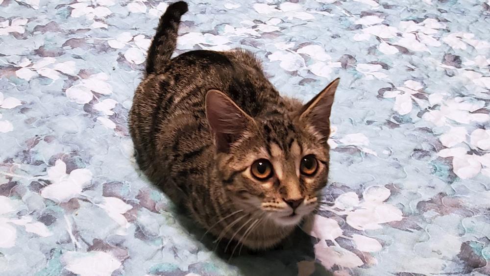 Enlarge Sheba, a Adoptable mixed breed in Lincoln, NE image 6/7