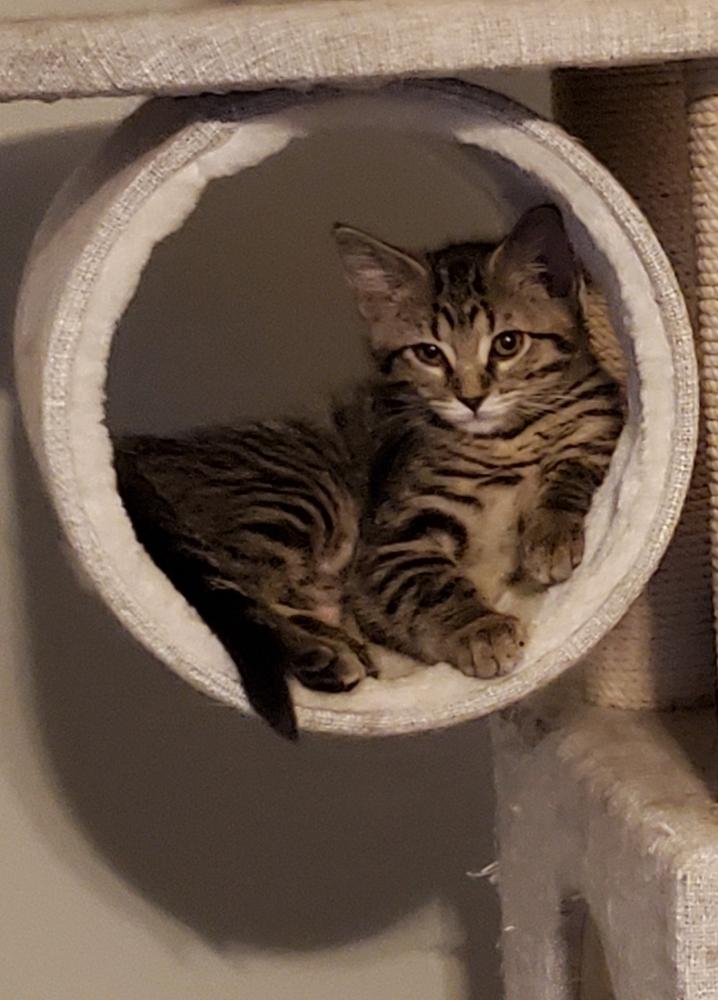 Enlarge Sheba, a Adoptable mixed breed in Lincoln, NE image 5/6