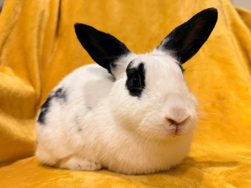 Enlarge Bahama Mama , a ADOPTABLE New Zealand in St. Charles, MO image 4/6