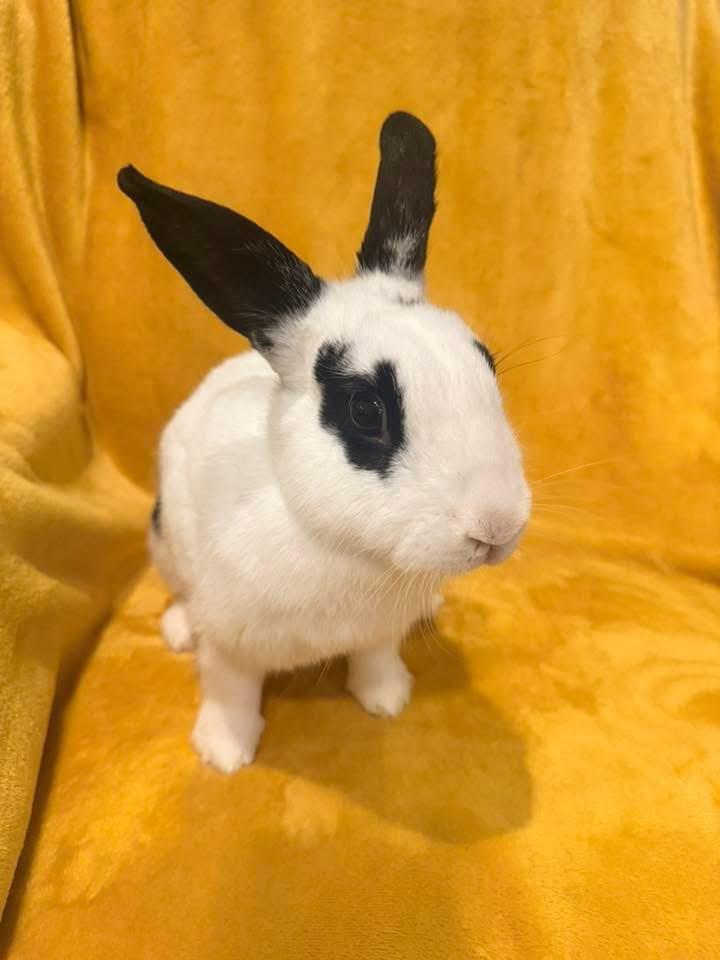 Enlarge Bahama Mama , a ADOPTABLE New Zealand in St. Charles, MO image 5/6