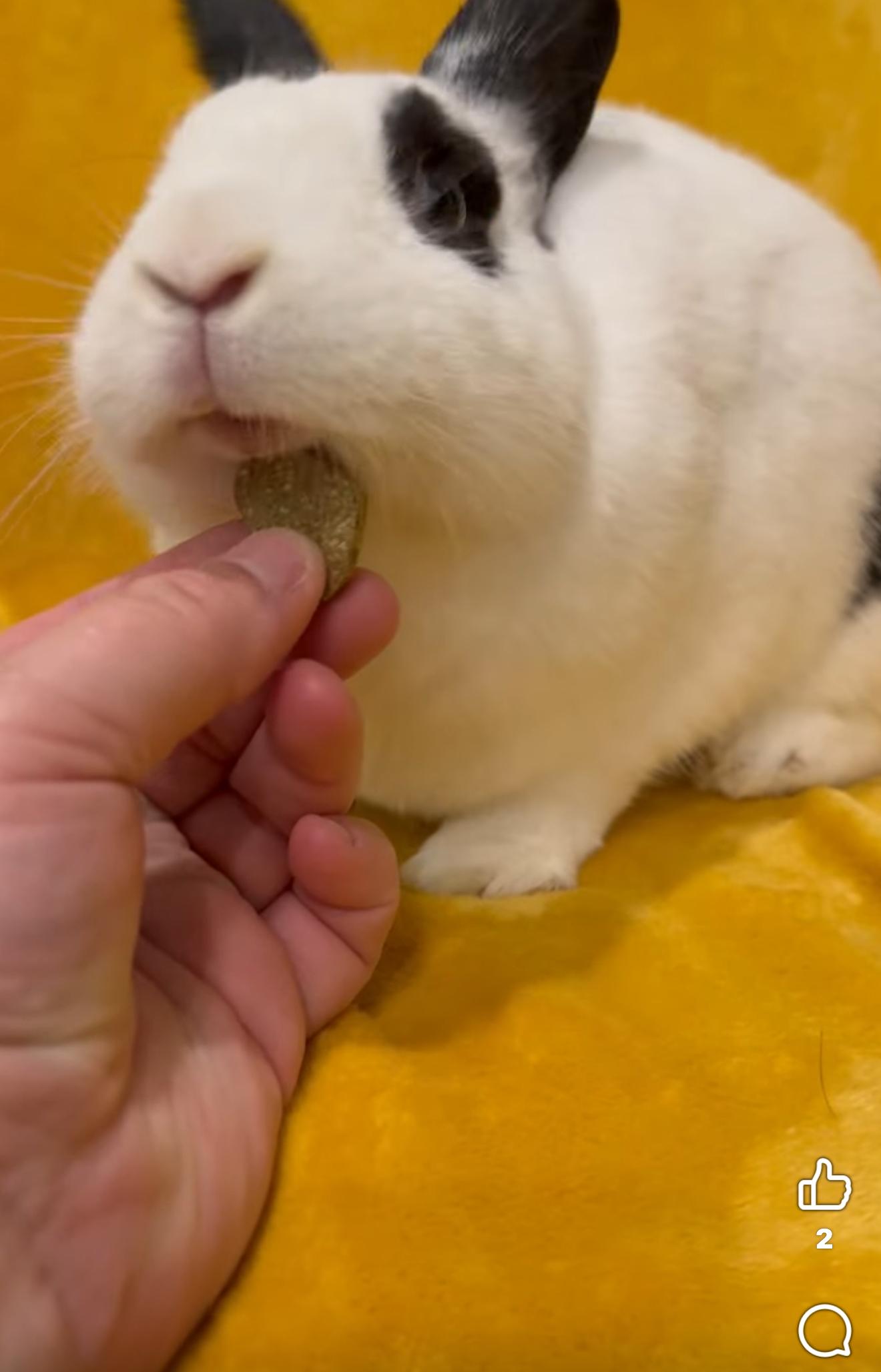 Enlarge Bahama Mama , a ADOPTABLE New Zealand in St. Charles, MO image 3/6