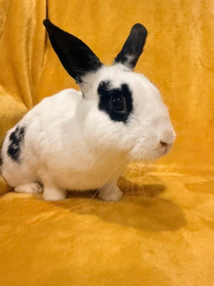 Enlarge Bahama Mama , a ADOPTABLE New Zealand in St. Charles, MO image 1/6