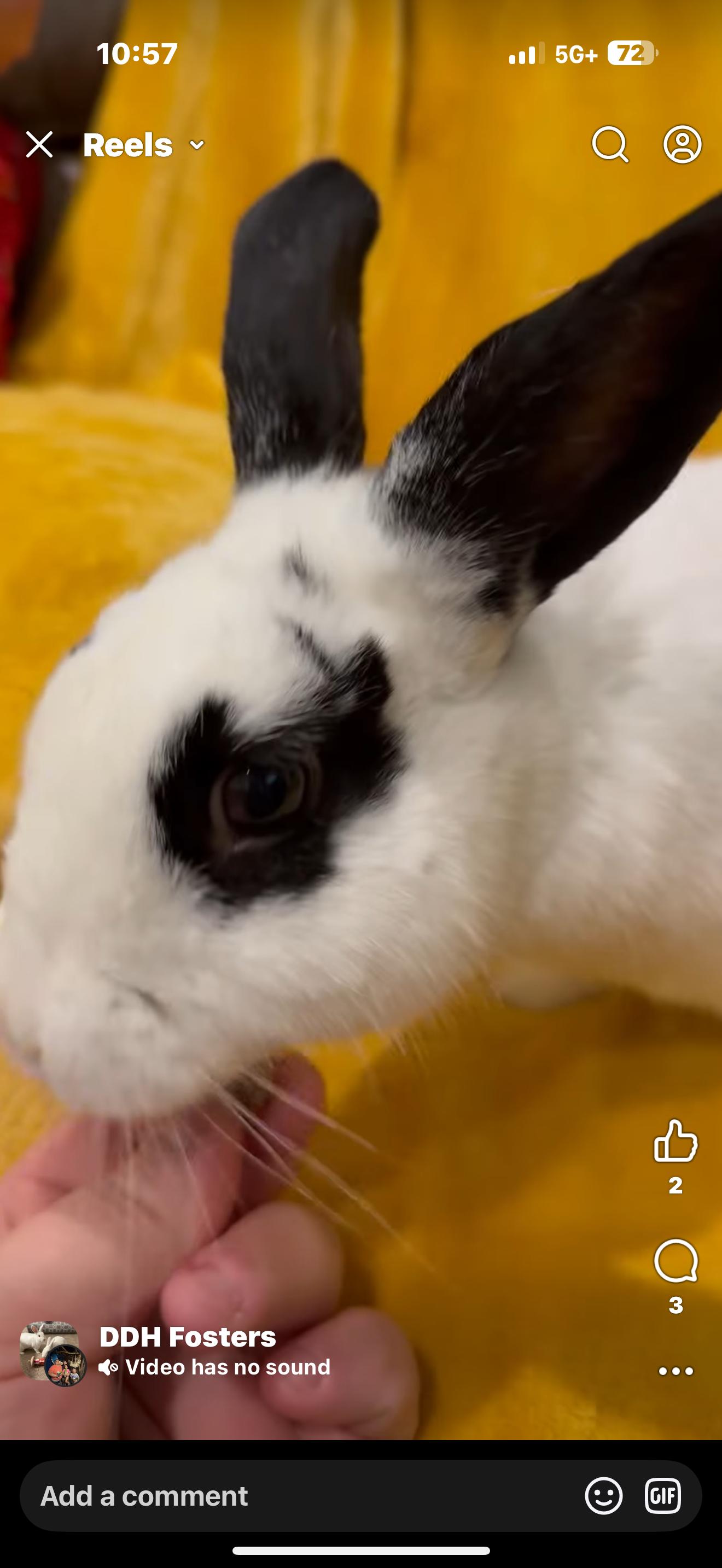 Enlarge Bahama Mama , a ADOPTABLE New Zealand in St. Charles, MO image 6/6