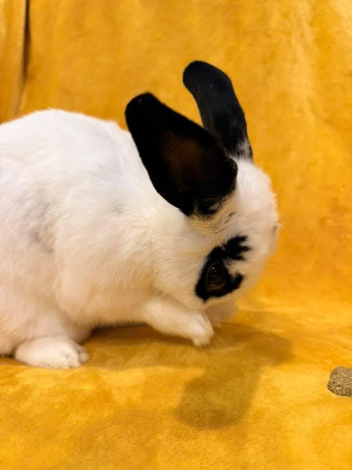 Enlarge Bahama Mama , a ADOPTABLE New Zealand in St. Charles, MO image 2/6