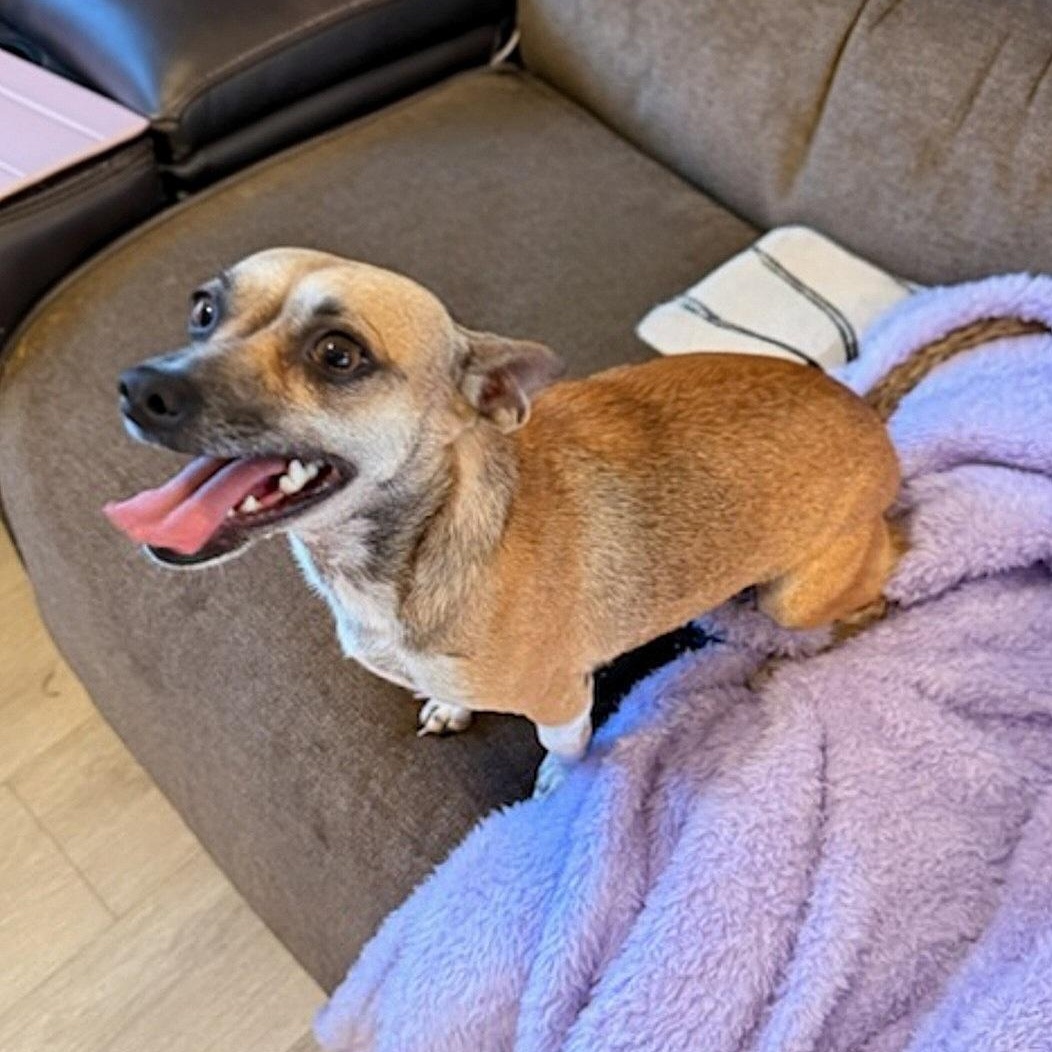 Enlarge Reba -- I'm a survivor!, an adoptable mixed breed in Albany, NY image 2/6