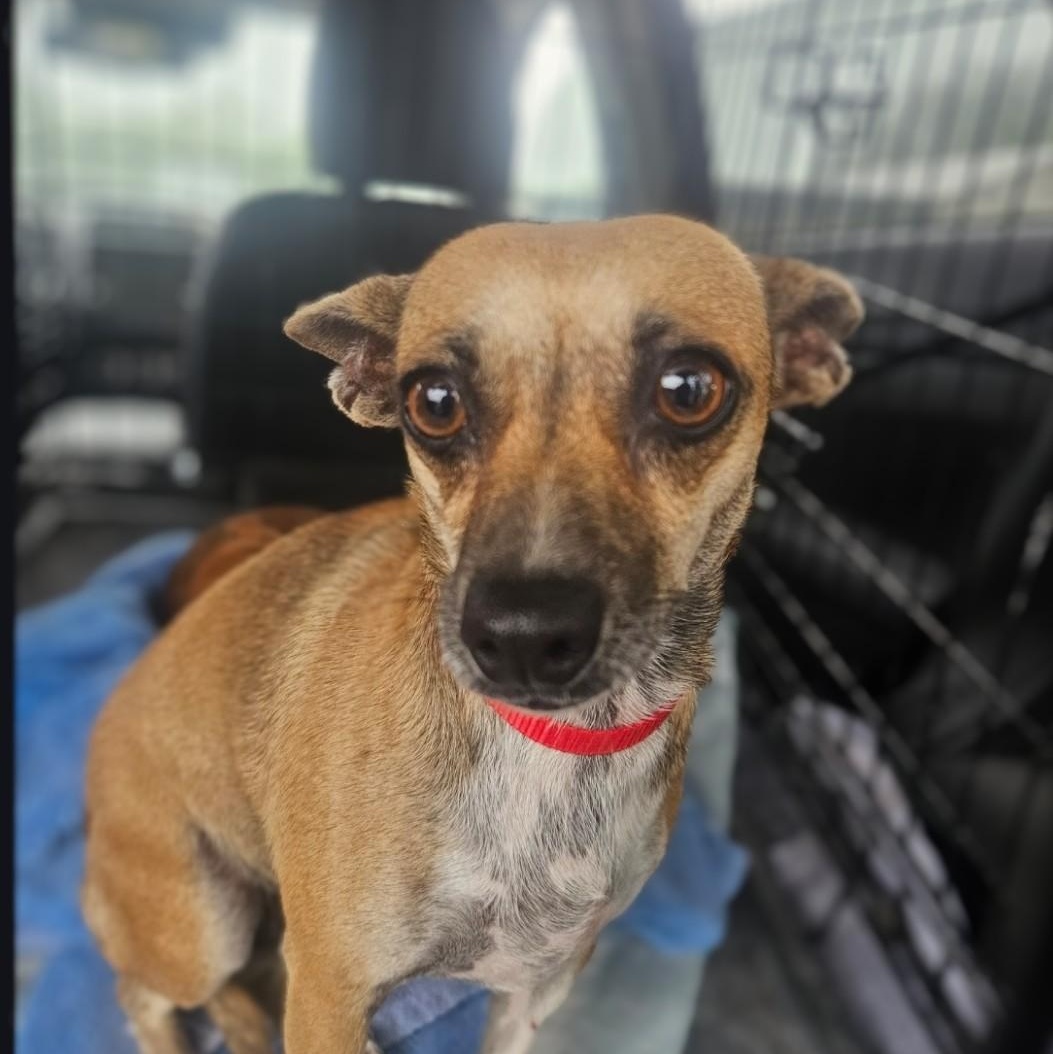 Enlarge Reba -- I'm a survivor!, an adoptable mixed breed in Albany, NY image 5/6