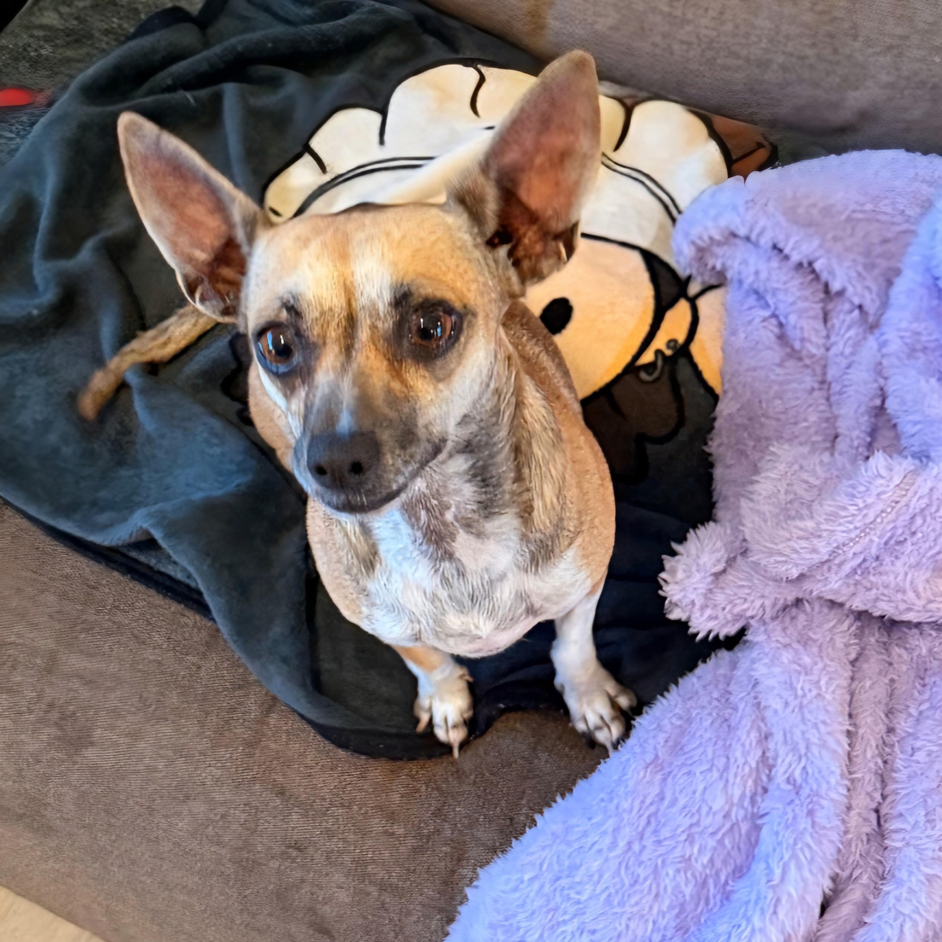 Reba -- I'm a survivor!, adoptable, Adult Female Chihuahua & Mixed Breed.