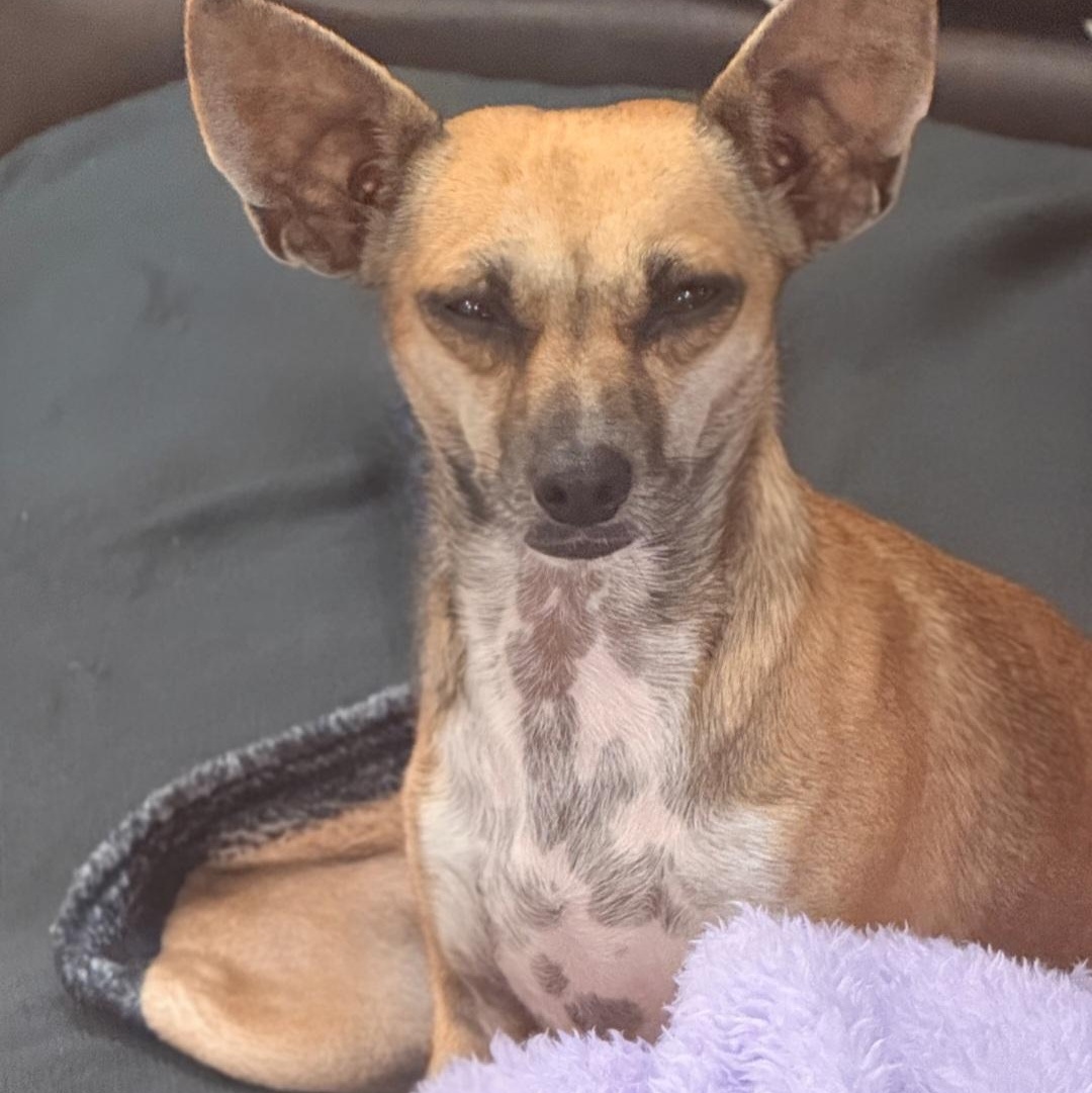 Enlarge Reba -- I'm a survivor!, an adoptable mixed breed in Albany, NY image 6/6