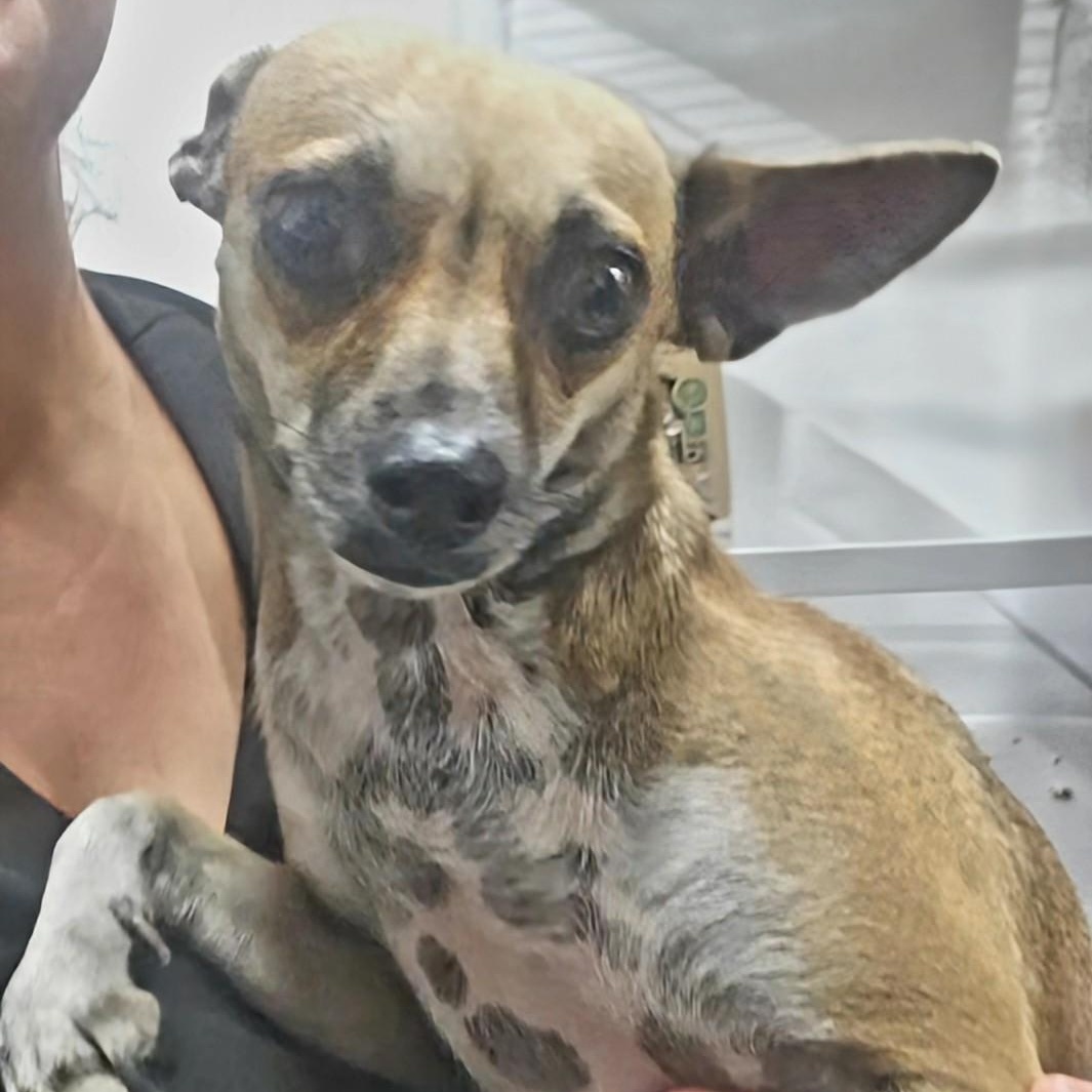 Enlarge Reba -- I'm a survivor!, an adoptable mixed breed in Albany, NY image 3/6