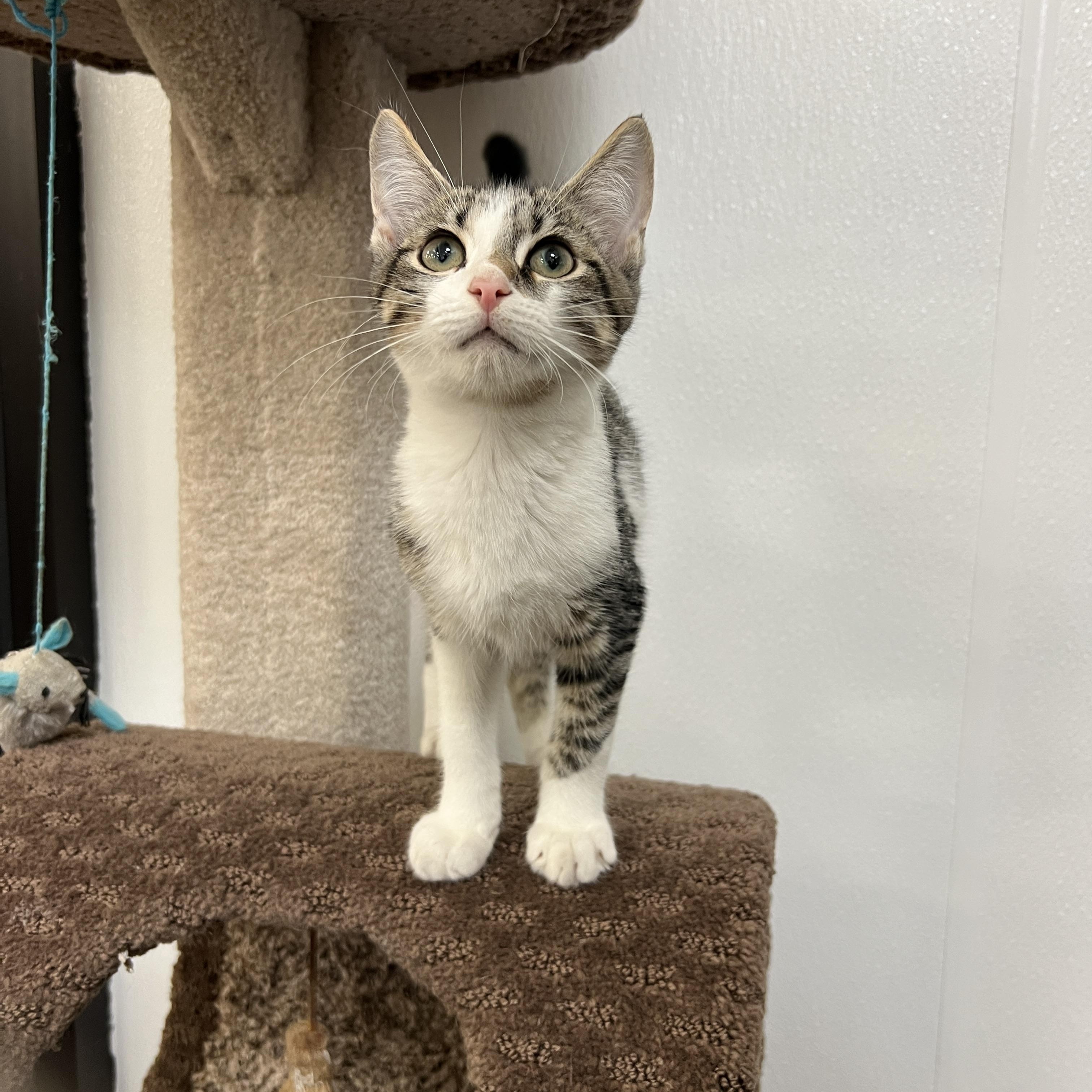 Scully, ADOPTABLE, Kitten Male Domestic Short Hair.