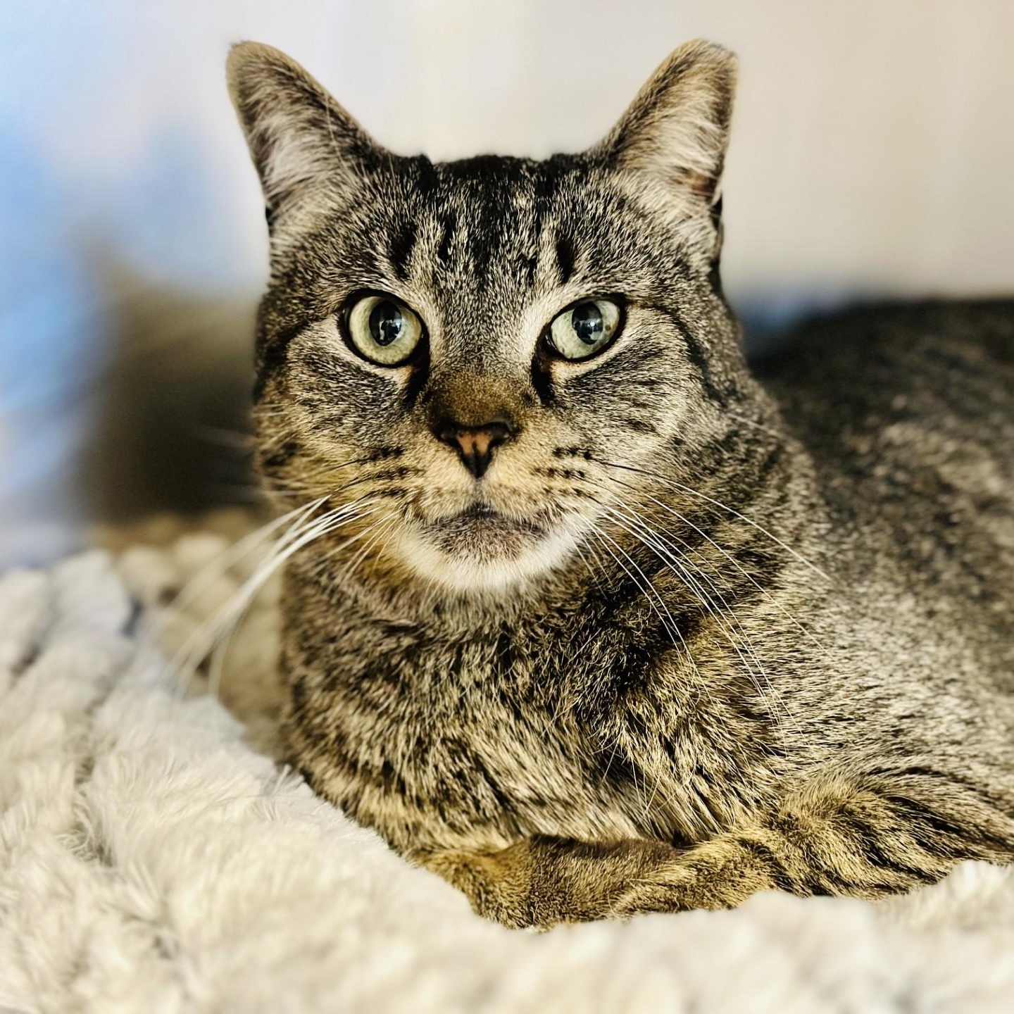 Simba, an adoptable Domestic Short Hair in Manahawkin, NJ image 2/2