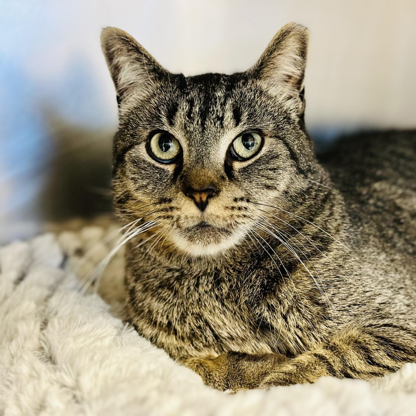 Simba, an adoptable Domestic Short Hair in Manahawkin, NJ image 1/2