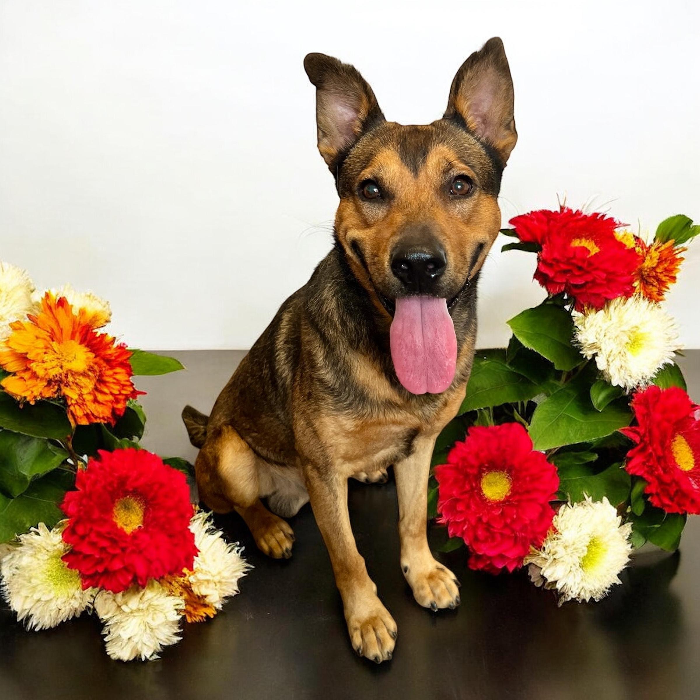 Lewis, Adoptable, Adult Male Shepherd.