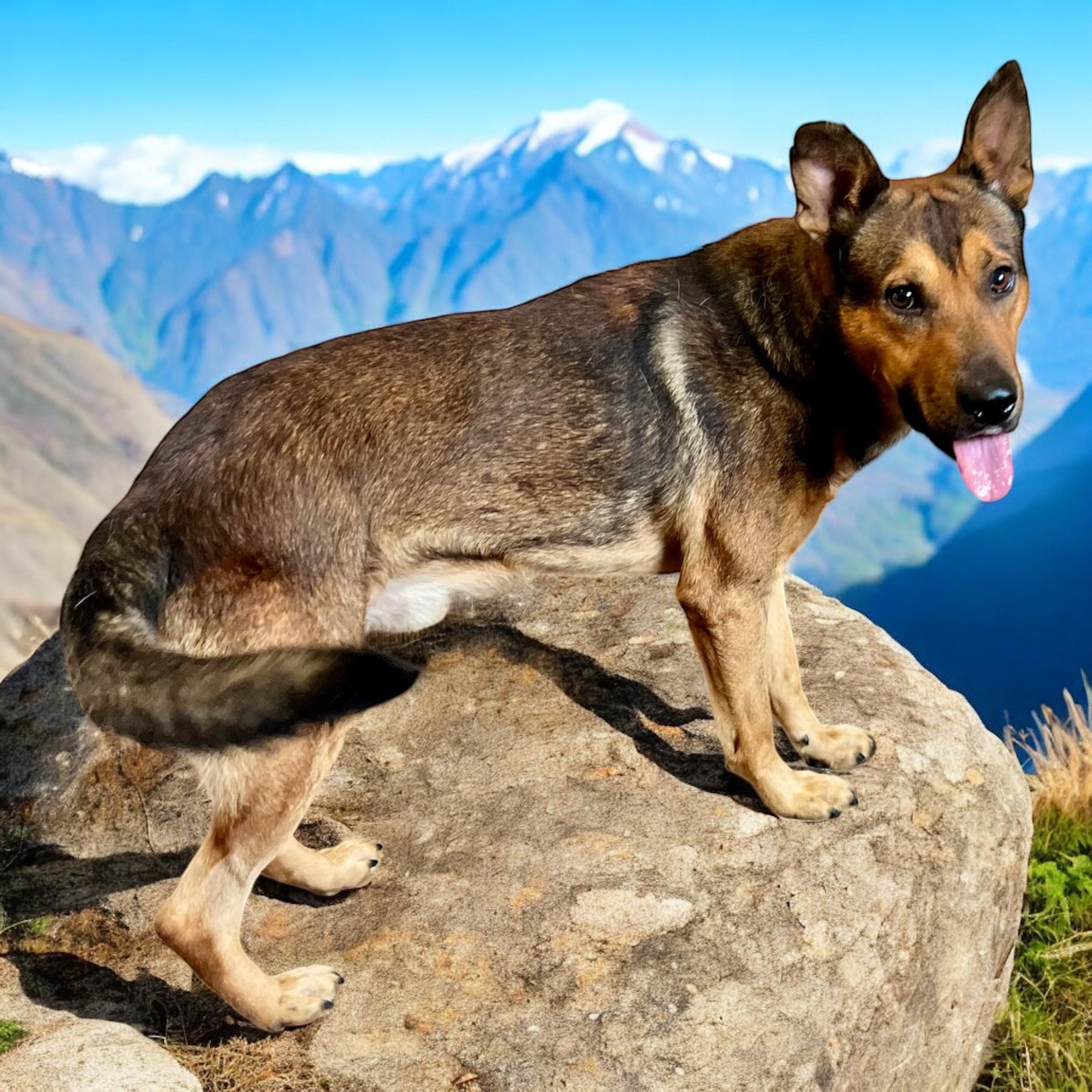 Lewis, a Adoptable mixed breed in Horn Lake, MS image 3/6