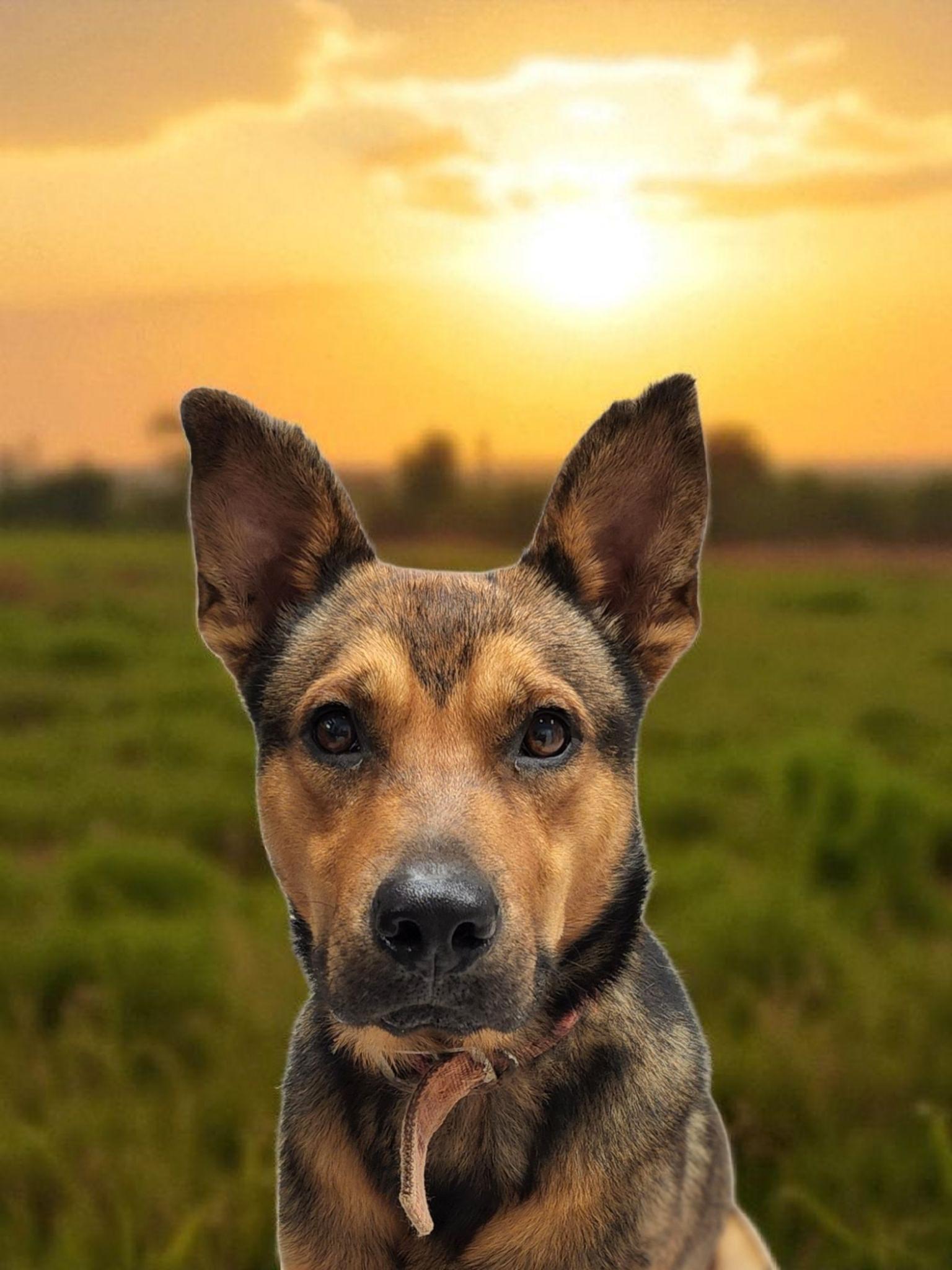 Lewis, a Adoptable mixed breed in Horn Lake, MS image 5/6