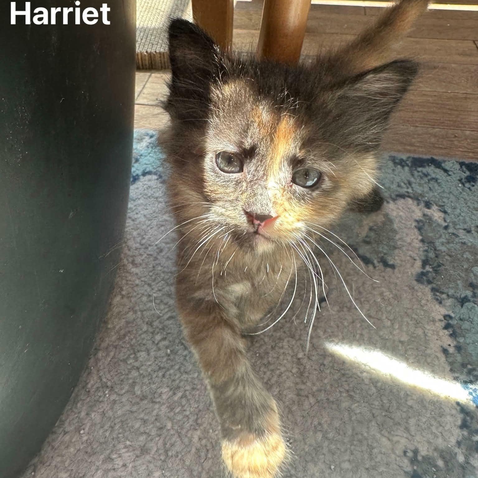Enlarge Harriet, a Adoptable mixed breed in San Jose, CA image 1/1