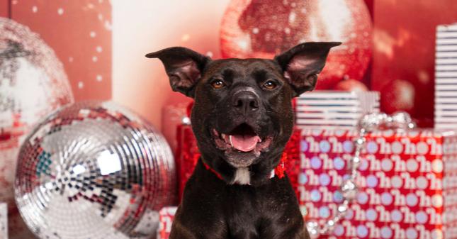 Enlarge Betty White, a Adoptable mixed breed in Spokane, WA image 1/6