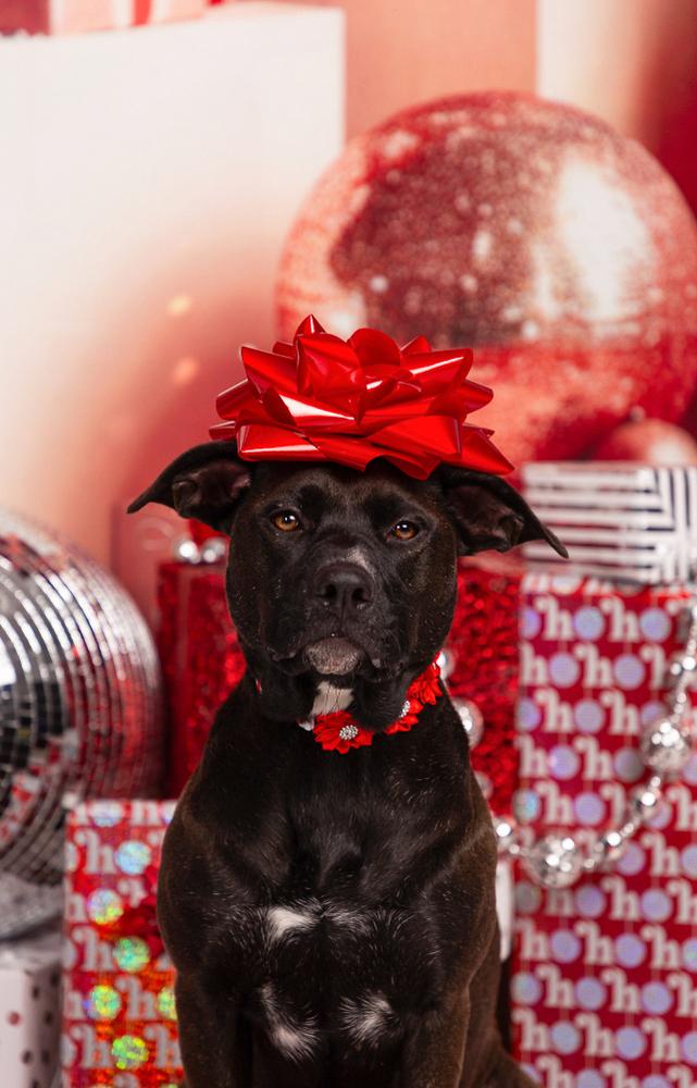 Enlarge Betty White, a Adoptable mixed breed in Spokane, WA image 3/6