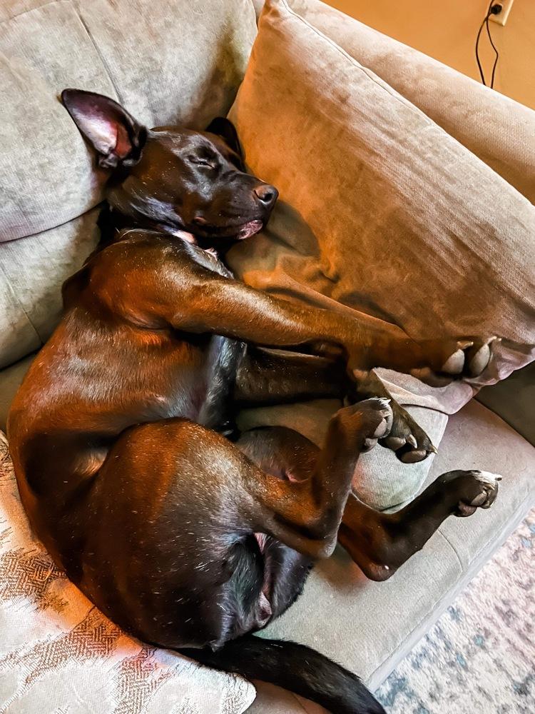 Enlarge Betty White, a Adoptable mixed breed in Spokane, WA image 5/6