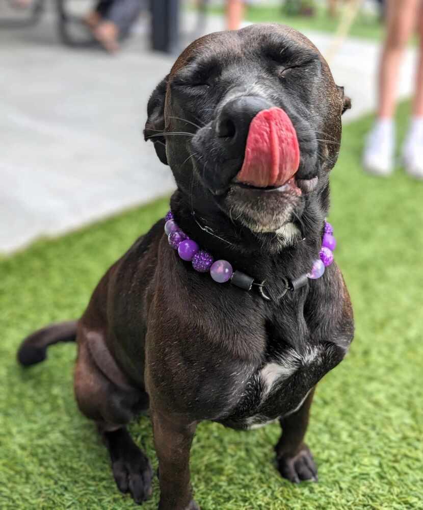 Enlarge Betty White, a Adoptable mixed breed in Spokane, WA image 6/6