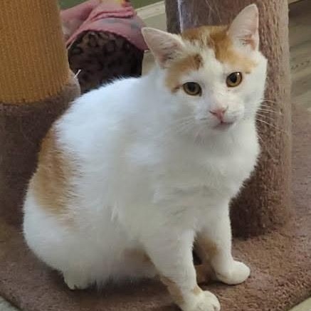 Bubba, Adult Male unknown