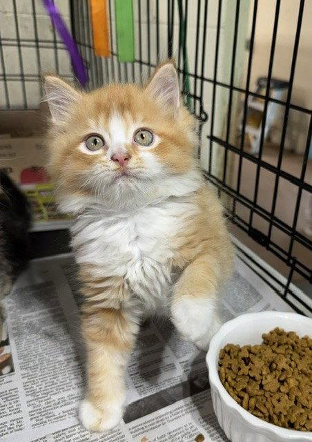 Colin Robinson, Adopted, Young Male Domestic Long Hair.