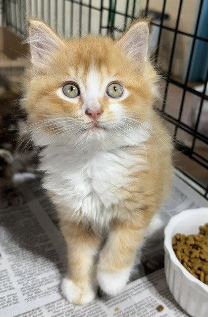 Enlarge Colin Robinson, a Adopted Domestic Long Hair in Apollo, PA image 2/2