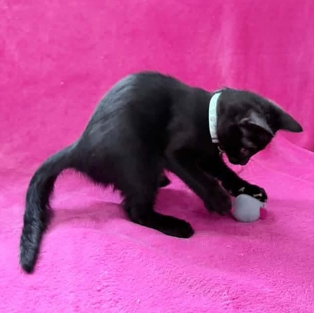Enlarge Pluto, a Adoptable Domestic Short Hair in Kentwood, MI image 6/6