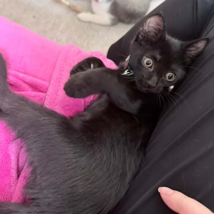 Enlarge Pluto, a Adoptable Domestic Short Hair in Kentwood, MI image 5/6