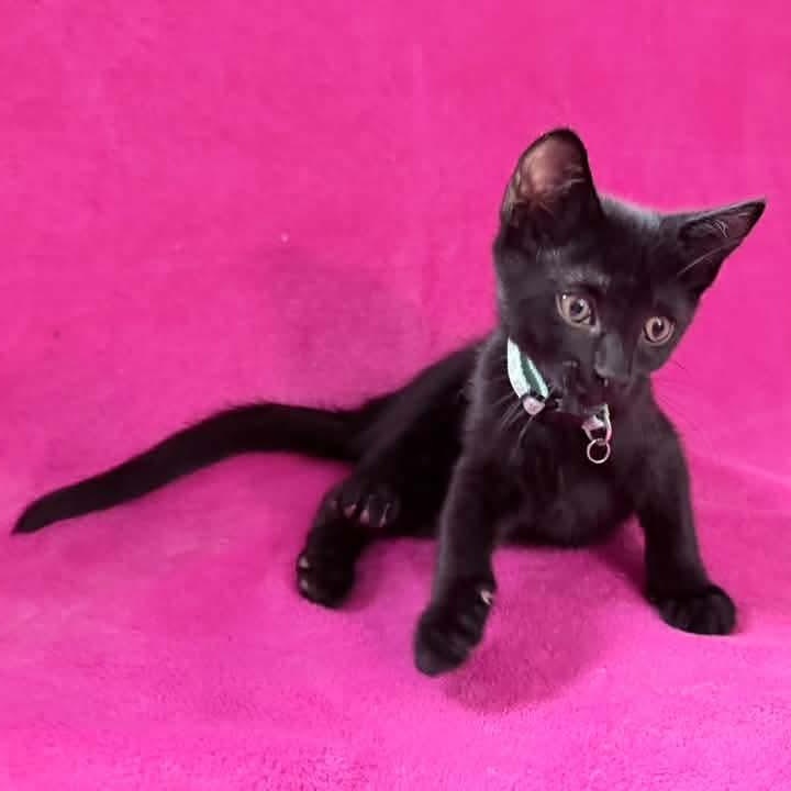 Enlarge Pluto, a Adoptable Domestic Short Hair in Kentwood, MI image 4/6