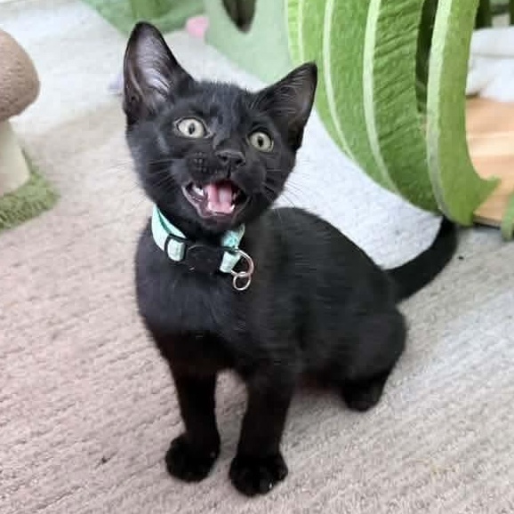 Pluto, Adoptable, Kitten Male Domestic Short Hair.