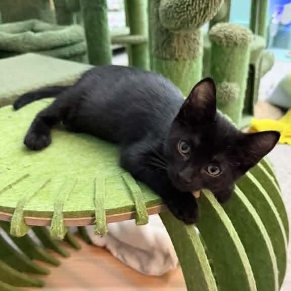 Enlarge Pluto, a Adoptable Domestic Short Hair in Kentwood, MI image 3/6