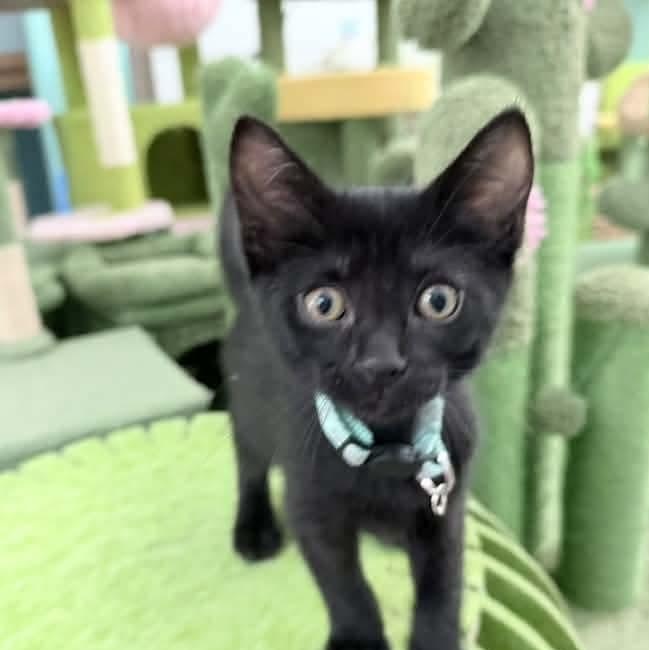 Enlarge Pluto, a Adoptable Domestic Short Hair in Kentwood, MI image 2/6