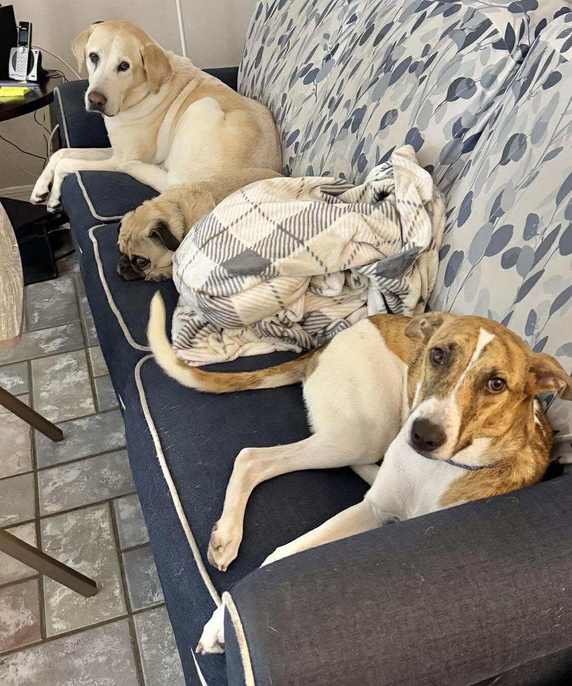 Finn, Adoptable, Young Male Retriever & Whippet.