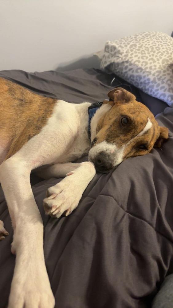 Enlarge Finn, a Adoptable mixed breed in Valley Stream, NY image 2/6