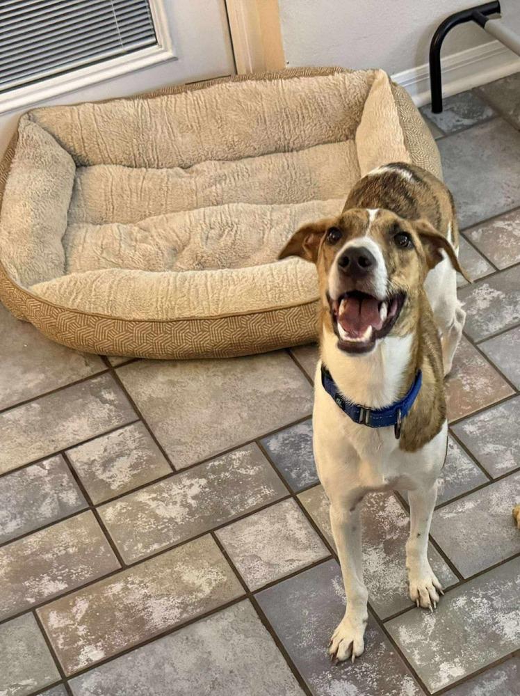 Enlarge Finn, a Adoptable mixed breed in Valley Stream, NY image 3/6