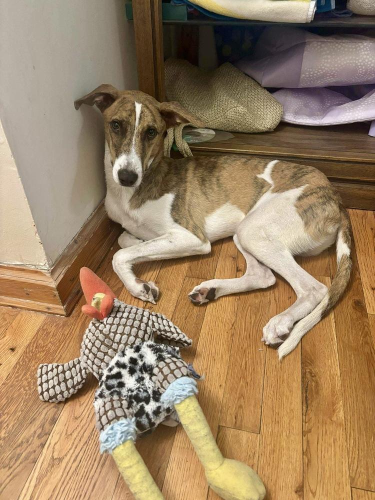 Enlarge Finn, a Adoptable mixed breed in Valley Stream, NY image 4/6