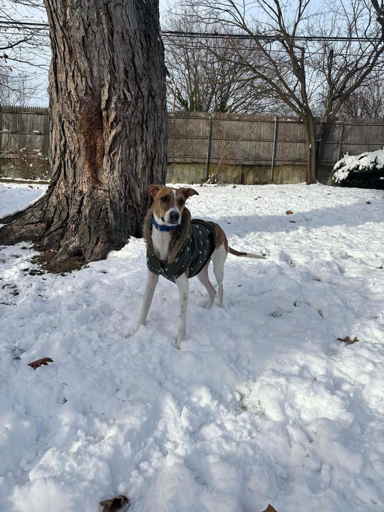Enlarge Finn, a Adoptable mixed breed in Valley Stream, NY image 6/6