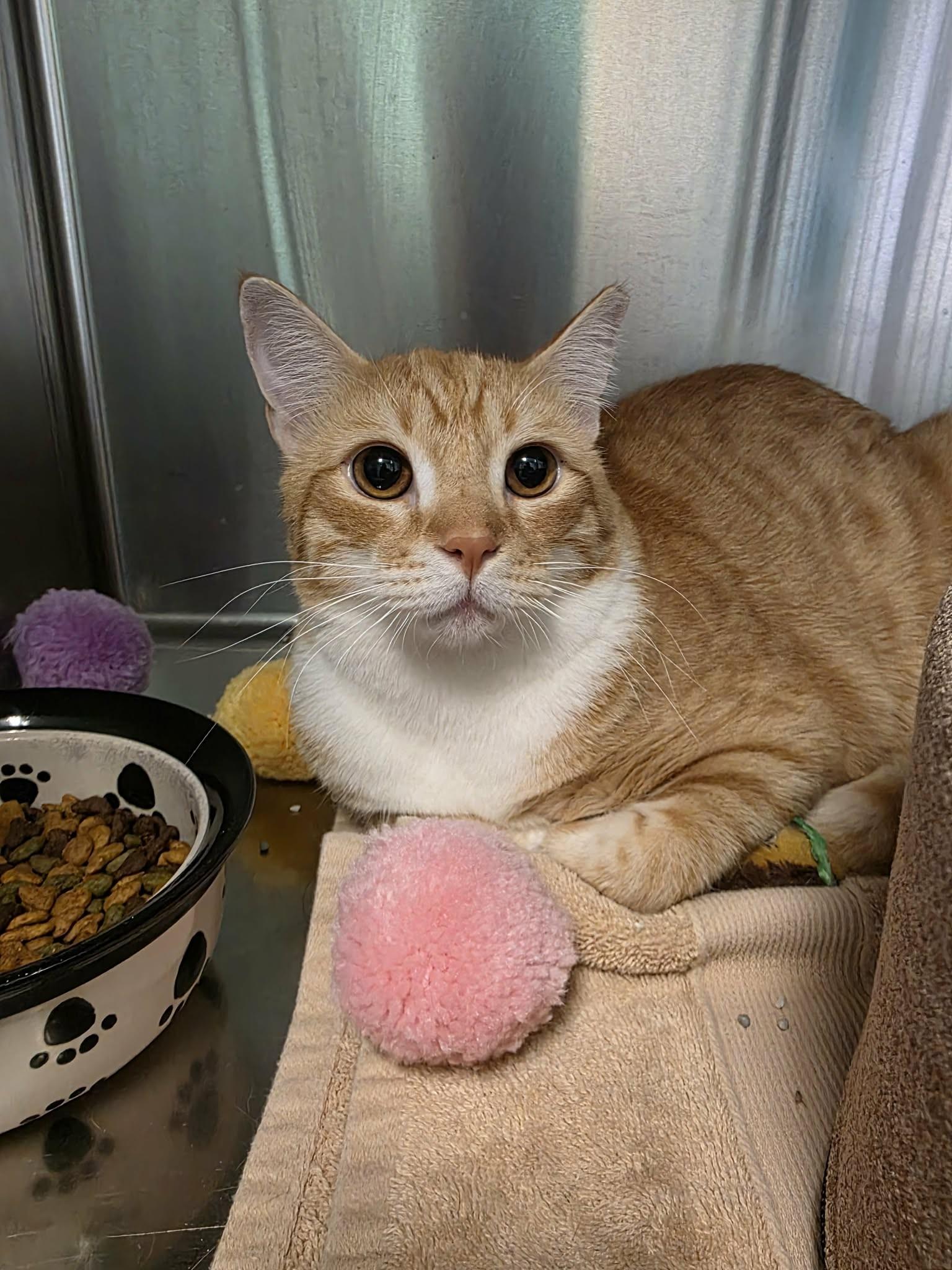 Willy, adopted, Adult Male Domestic Short Hair.