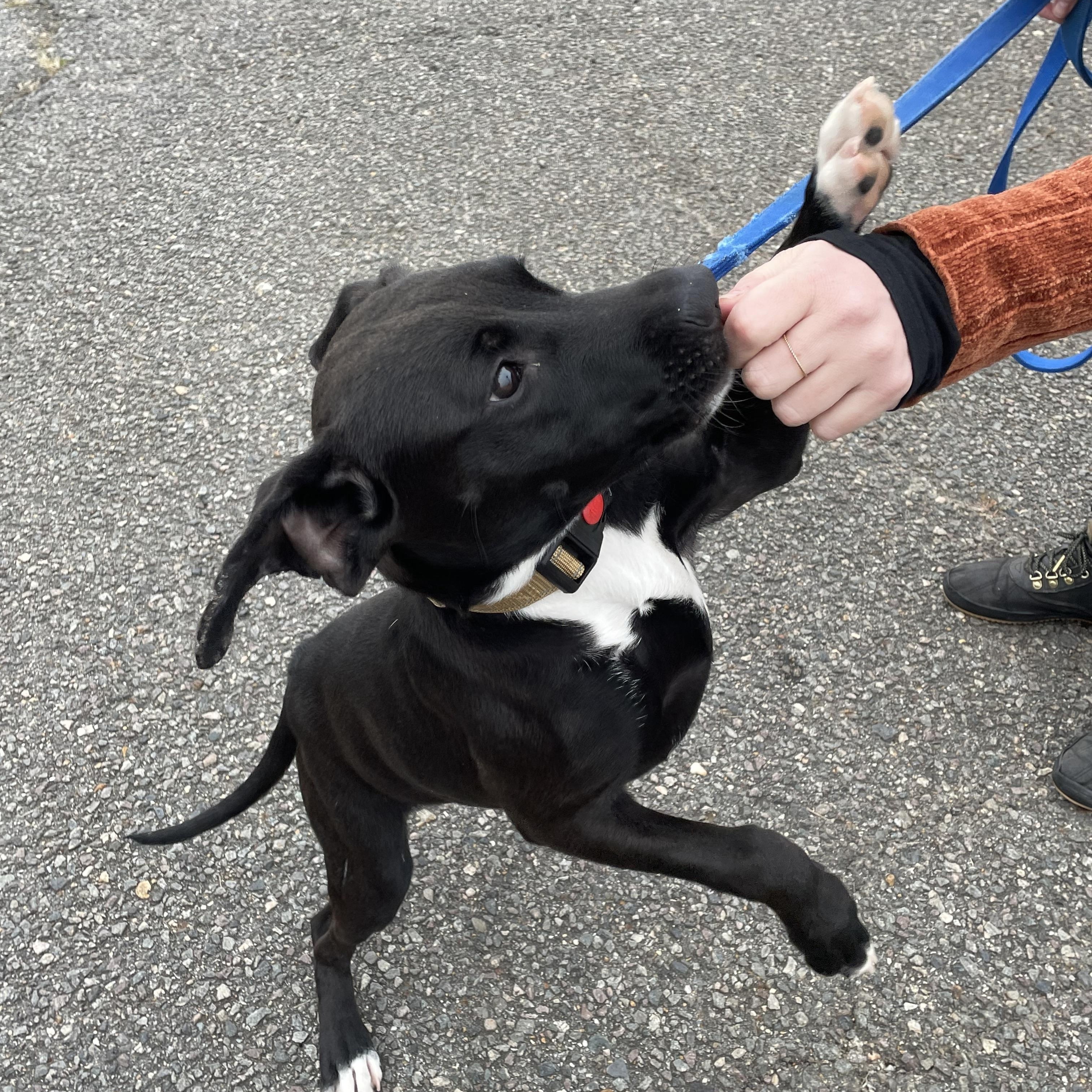 Rufus, a Adoptable mixed breed in Richmond, VA image 2/3