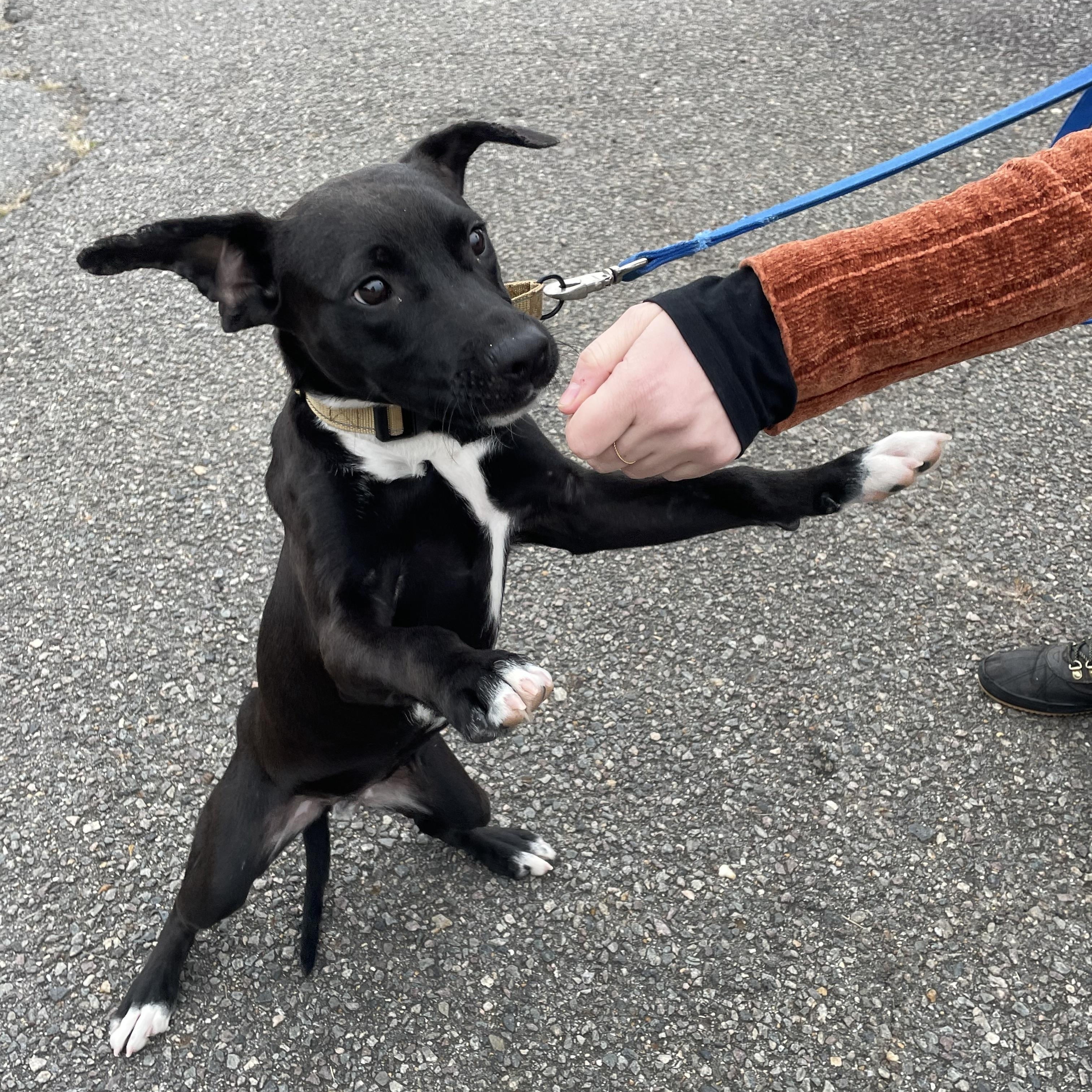Rufus, a Adoptable mixed breed in Richmond, VA image 3/3