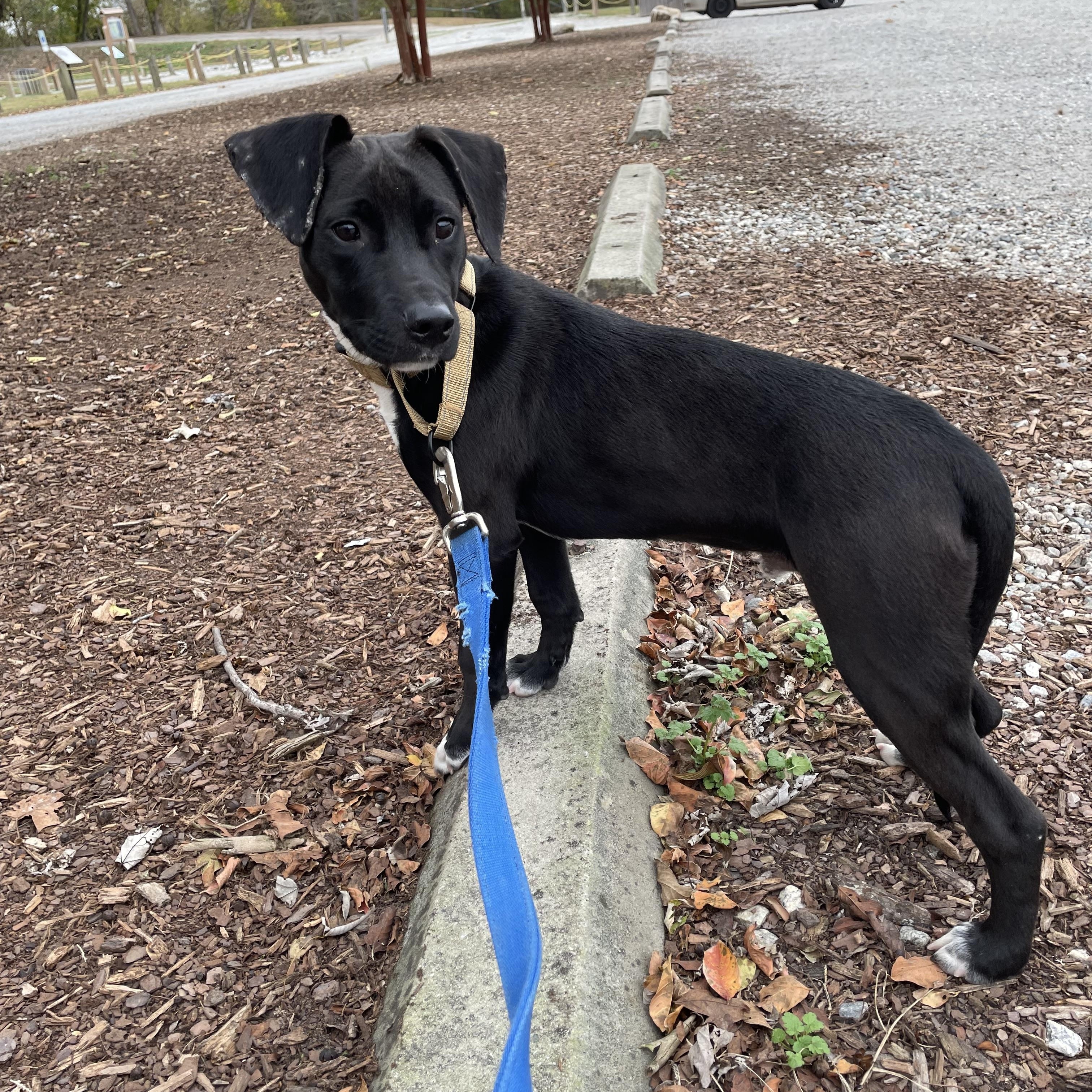 Rufus, a Adoptable mixed breed in Richmond, VA image 1/3