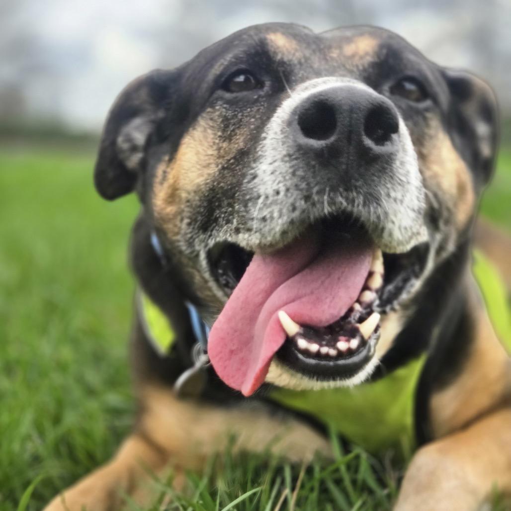 Queenie, Adoptable, Senior Female Mixed Breed.