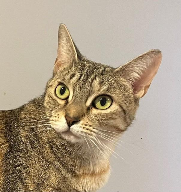 Liza (LE), a ADOPTABLE Domestic Short Hair in Little Falls, NJ image 3/4