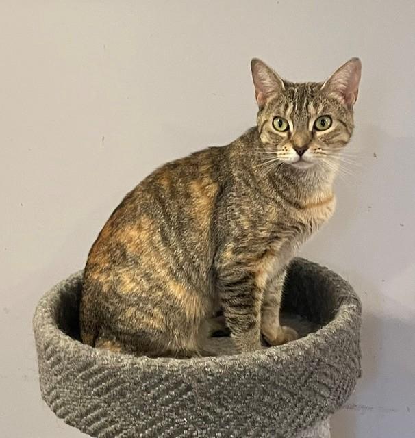 Liza (LE), a ADOPTABLE Domestic Short Hair in Little Falls, NJ image 2/4