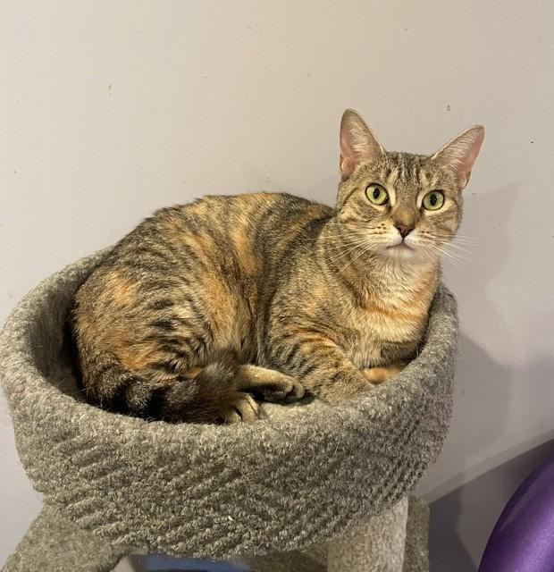 Liza (LE), ADOPTABLE, Adult Female Domestic Short Hair.
