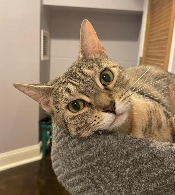 Liza (LE), a ADOPTABLE Domestic Short Hair in Little Falls, NJ image 4/4