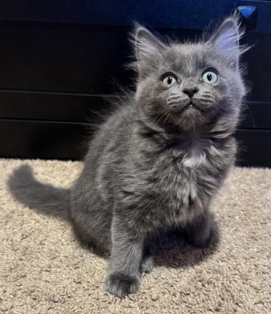 26-05 Eleven, Adoptable, Kitten Female Domestic Long Hair.